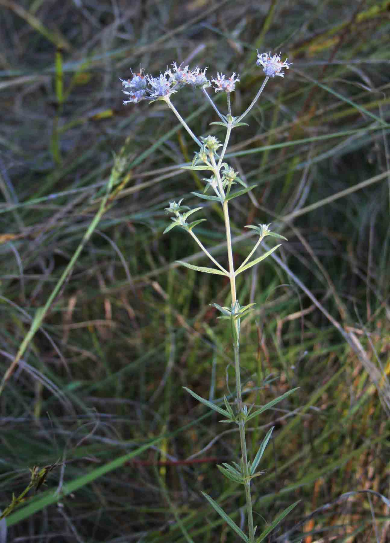 Haumaniastrum sericeum