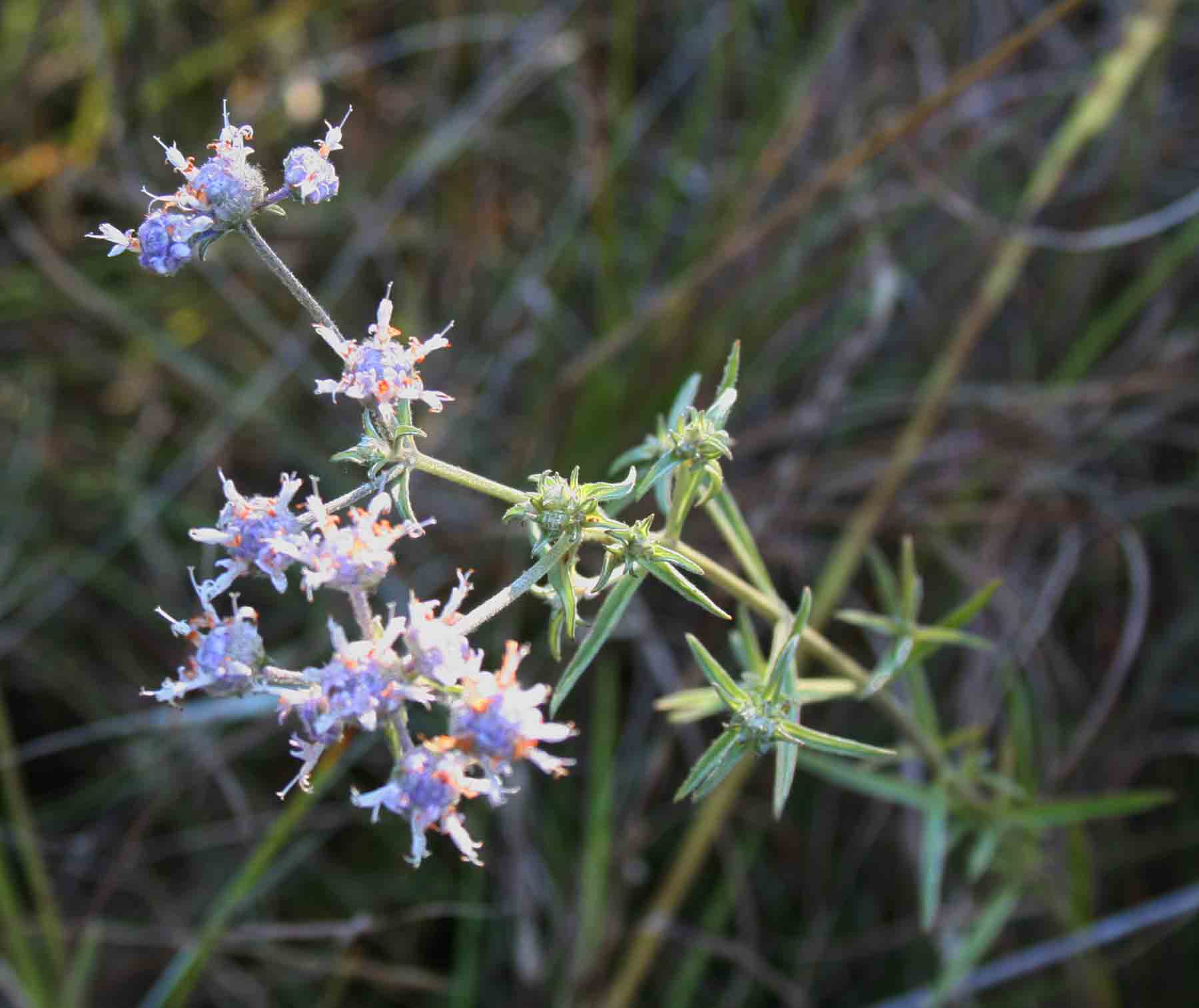 Haumaniastrum sericeum