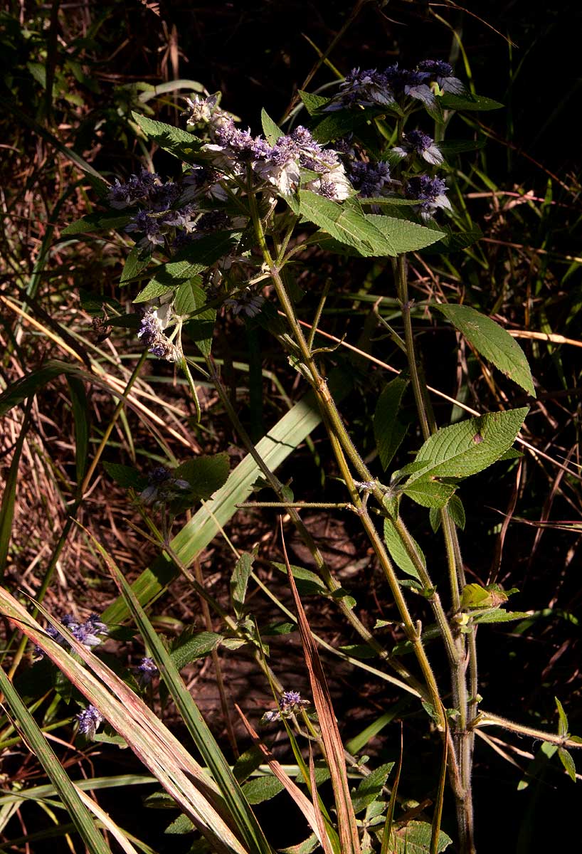Haumaniastrum villosum