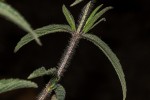 Syncolostemon bracteosus