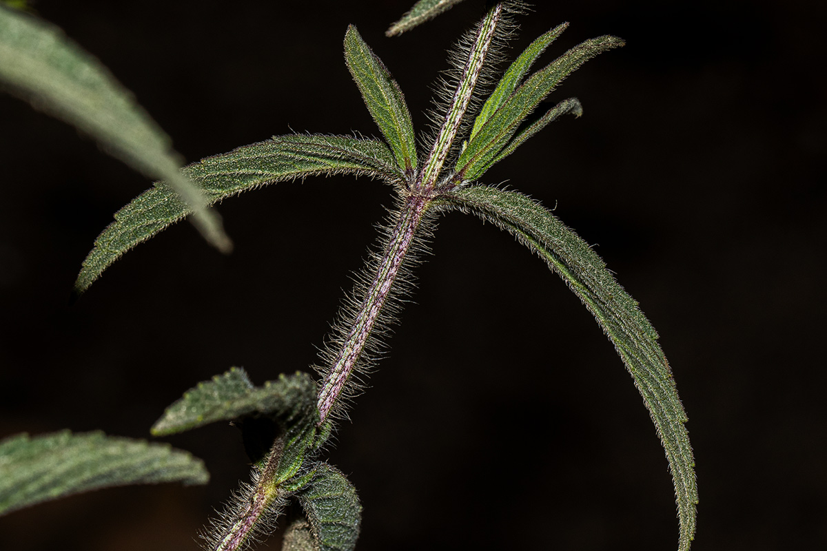 Syncolostemon bracteosus