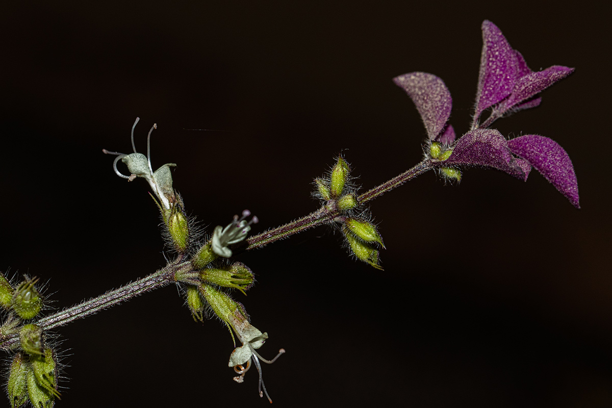 Syncolostemon bracteosus