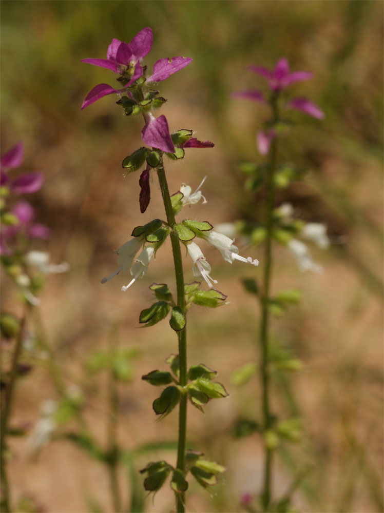 Syncolostemon bracteosus