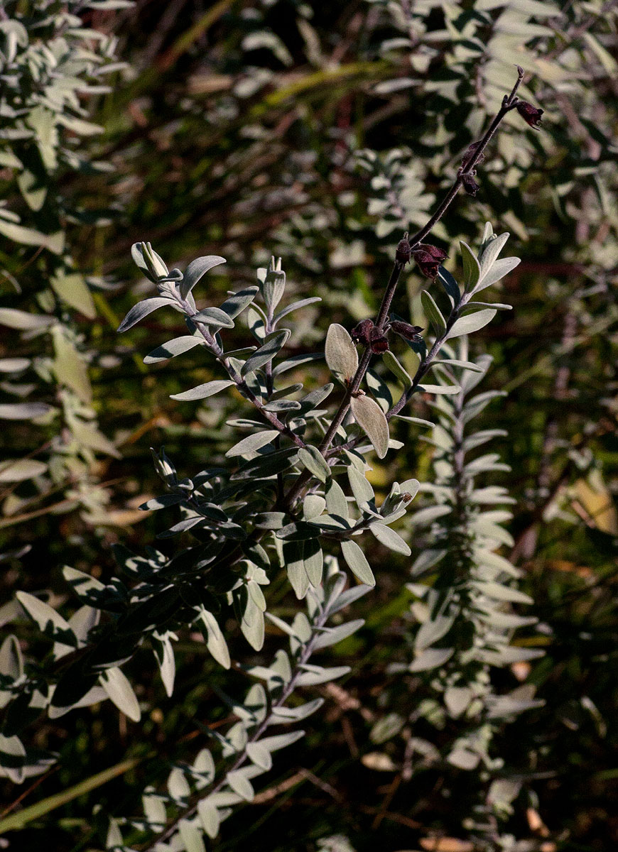 Syncolostemon oritrephes