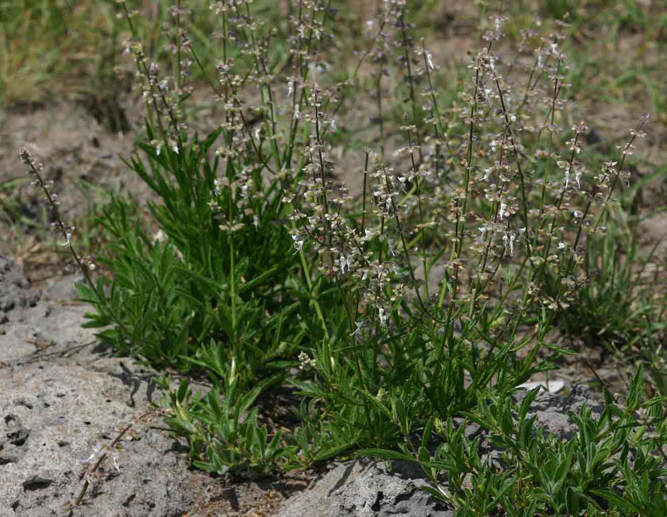 Syncolostemon canescens