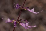 Syncolostemon canescens