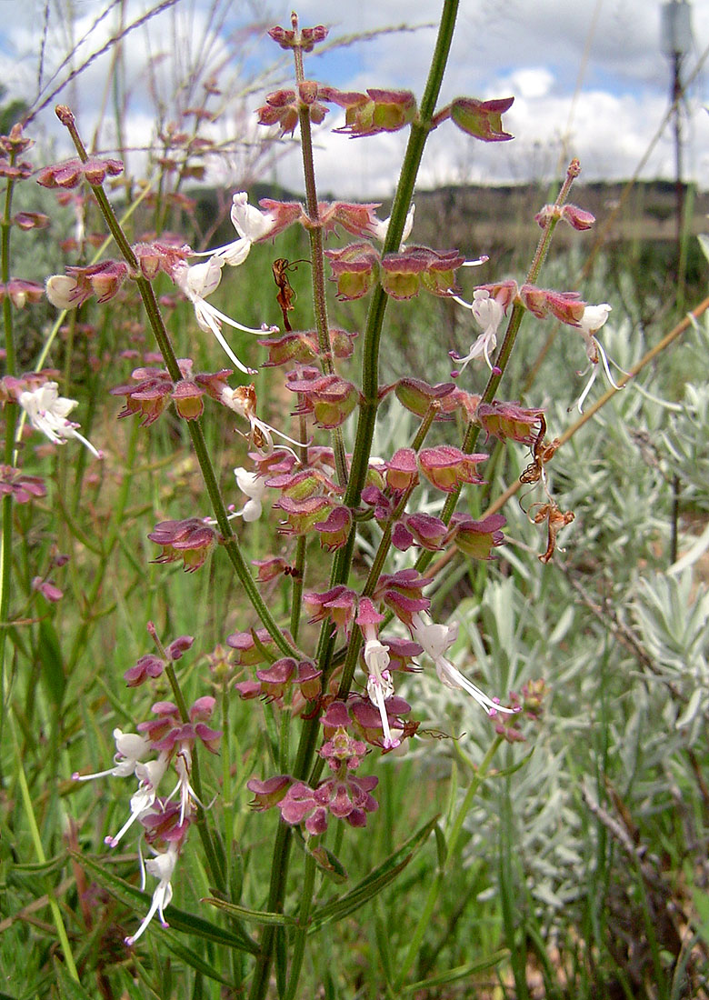 Syncolostemon canescens