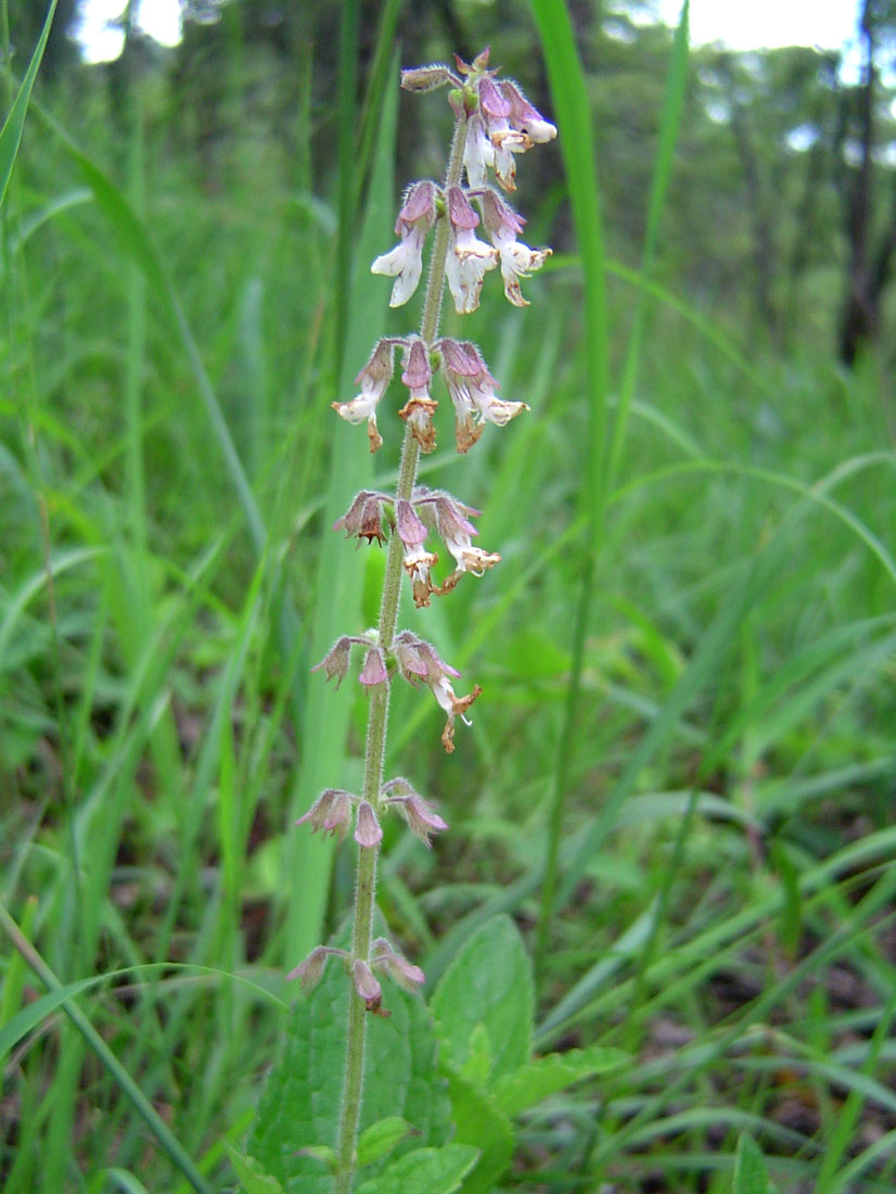 Syncolostemon canescens