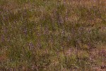 Syncolostemon canescens
