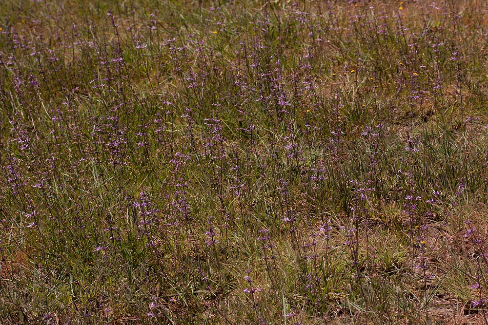 Syncolostemon canescens