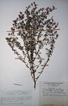 Syncolostemon teucriifolius