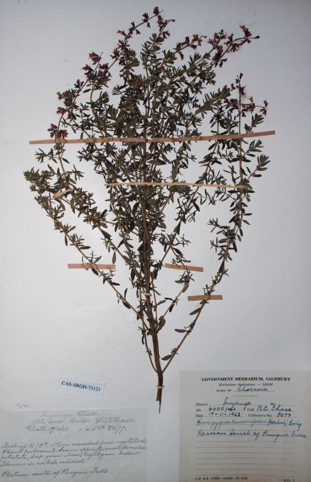 Syncolostemon teucriifolius