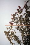 Syncolostemon teucriifolius
