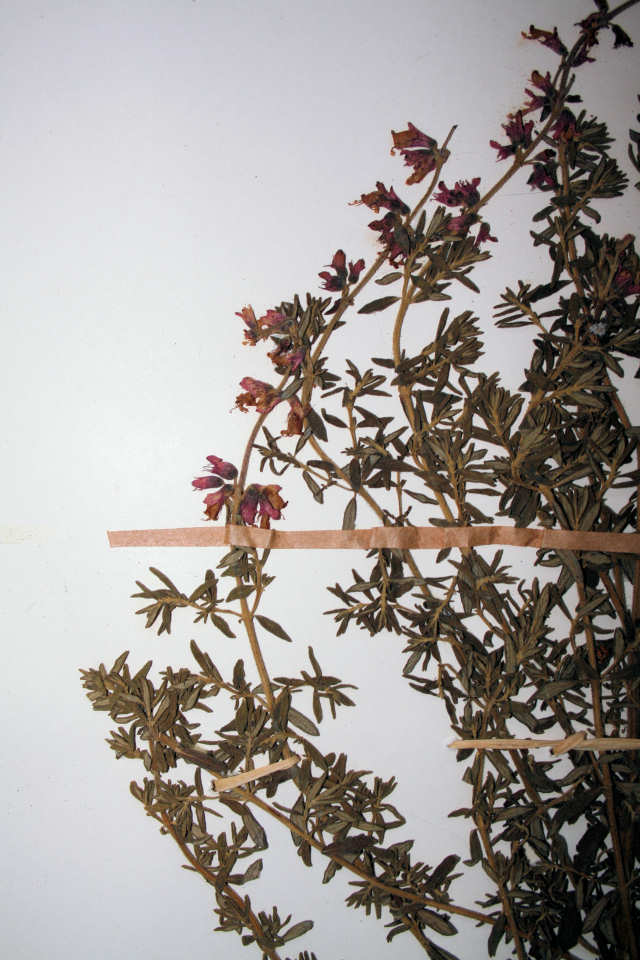 Syncolostemon teucriifolius