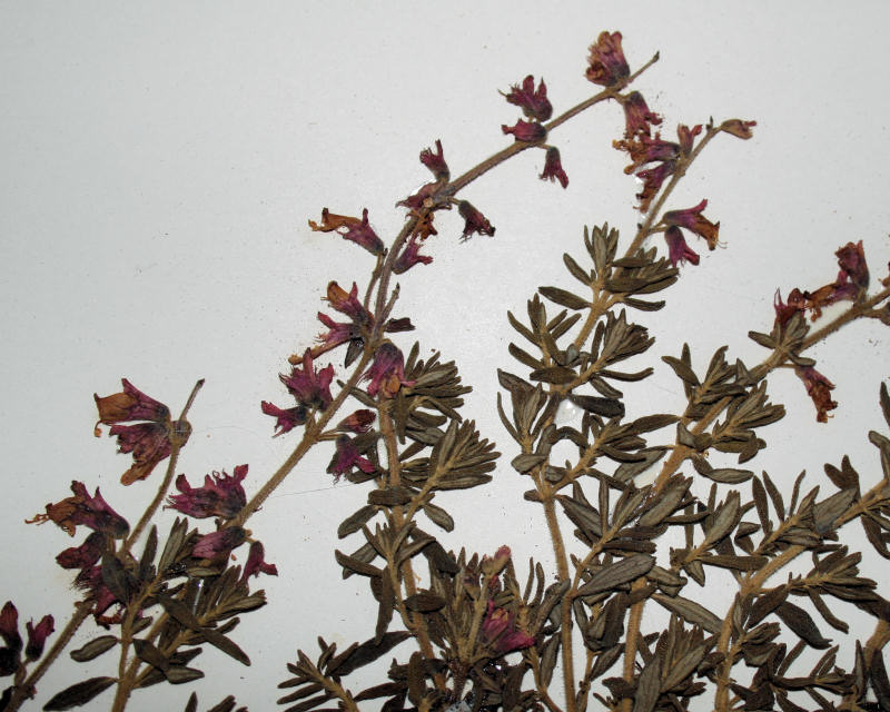 Syncolostemon teucriifolius