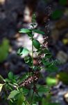 Ocimum americanum / africanum