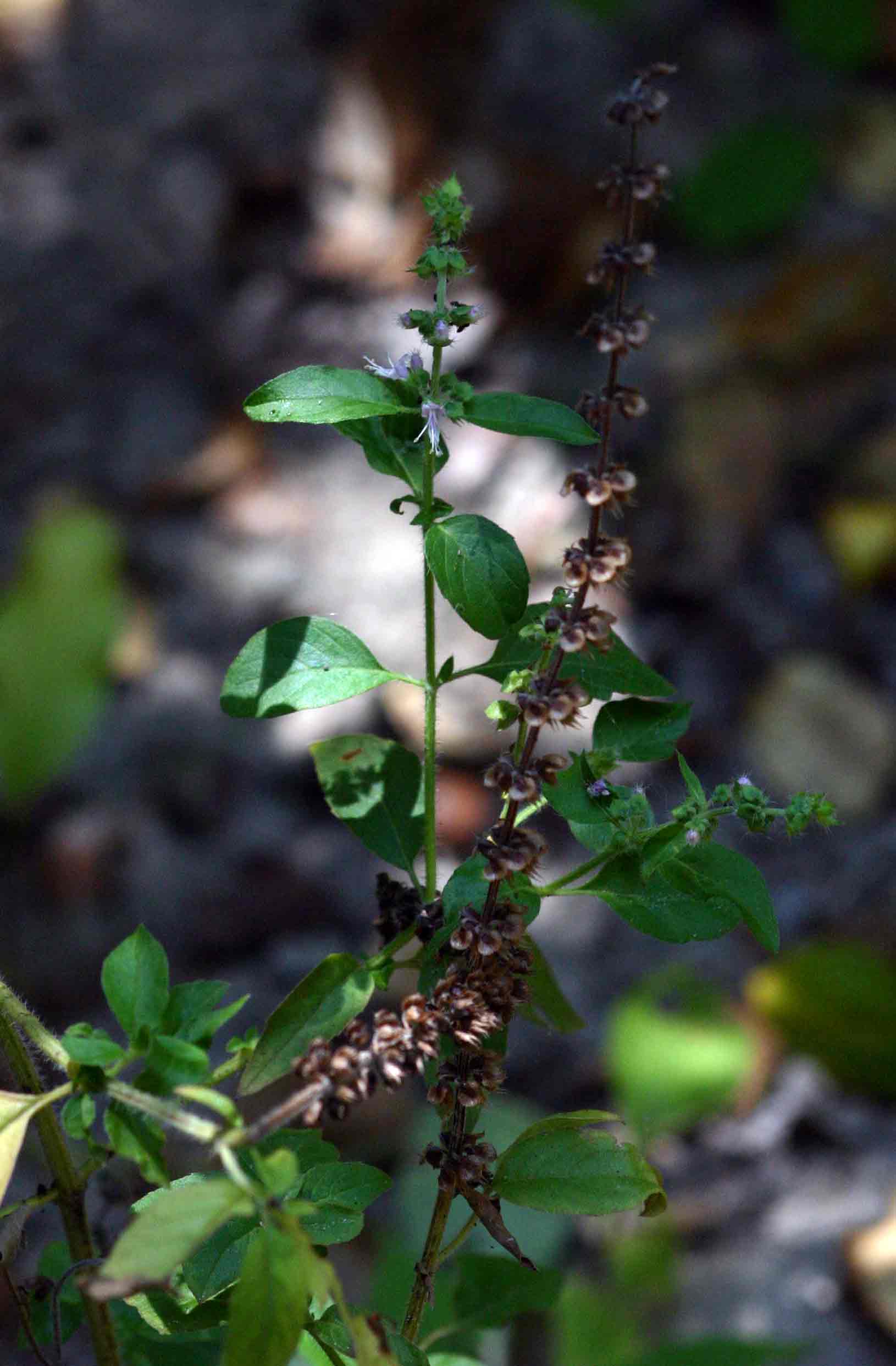 Ocimum americanum / africanum