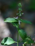 Ocimum americanum / africanum