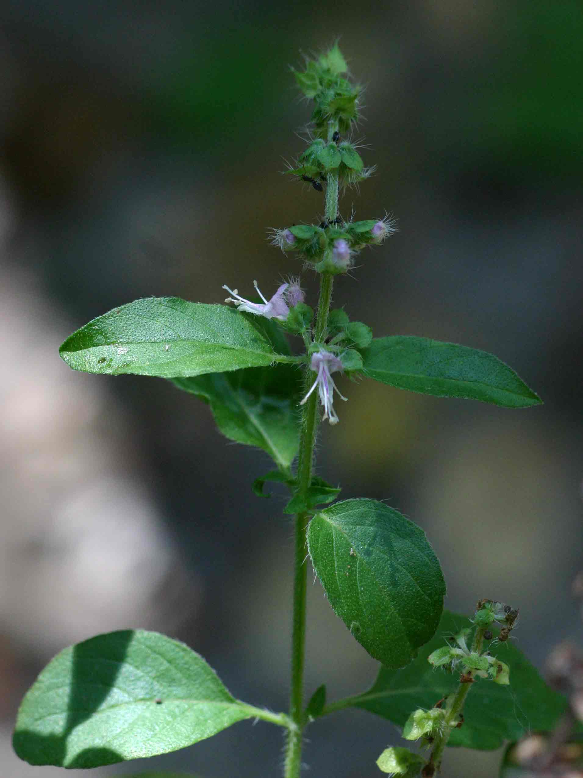 Ocimum americanum / africanum