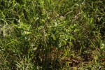 Ocimum americanum
