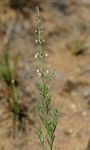 Ocimum angustifolium