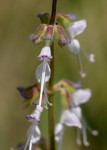 Ocimum angustifolium
