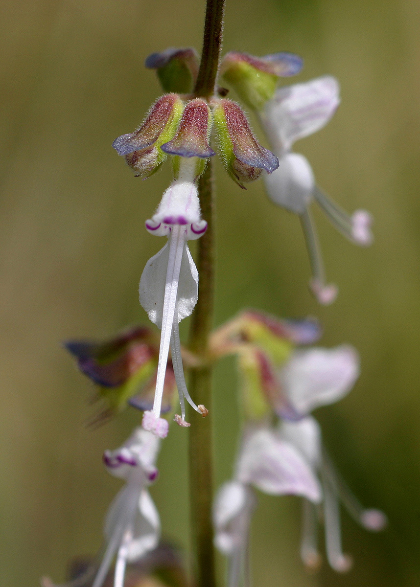 Ocimum angustifolium