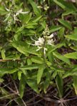 Ocimum filamentosum