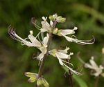 Ocimum filamentosum
