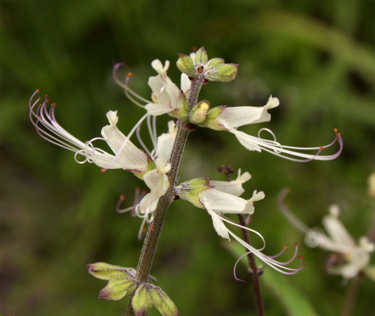 Ocimum filamentosum