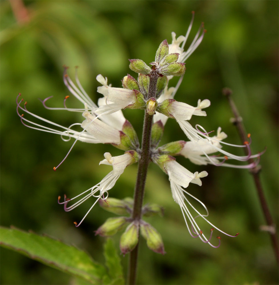 Ocimum filamentosum