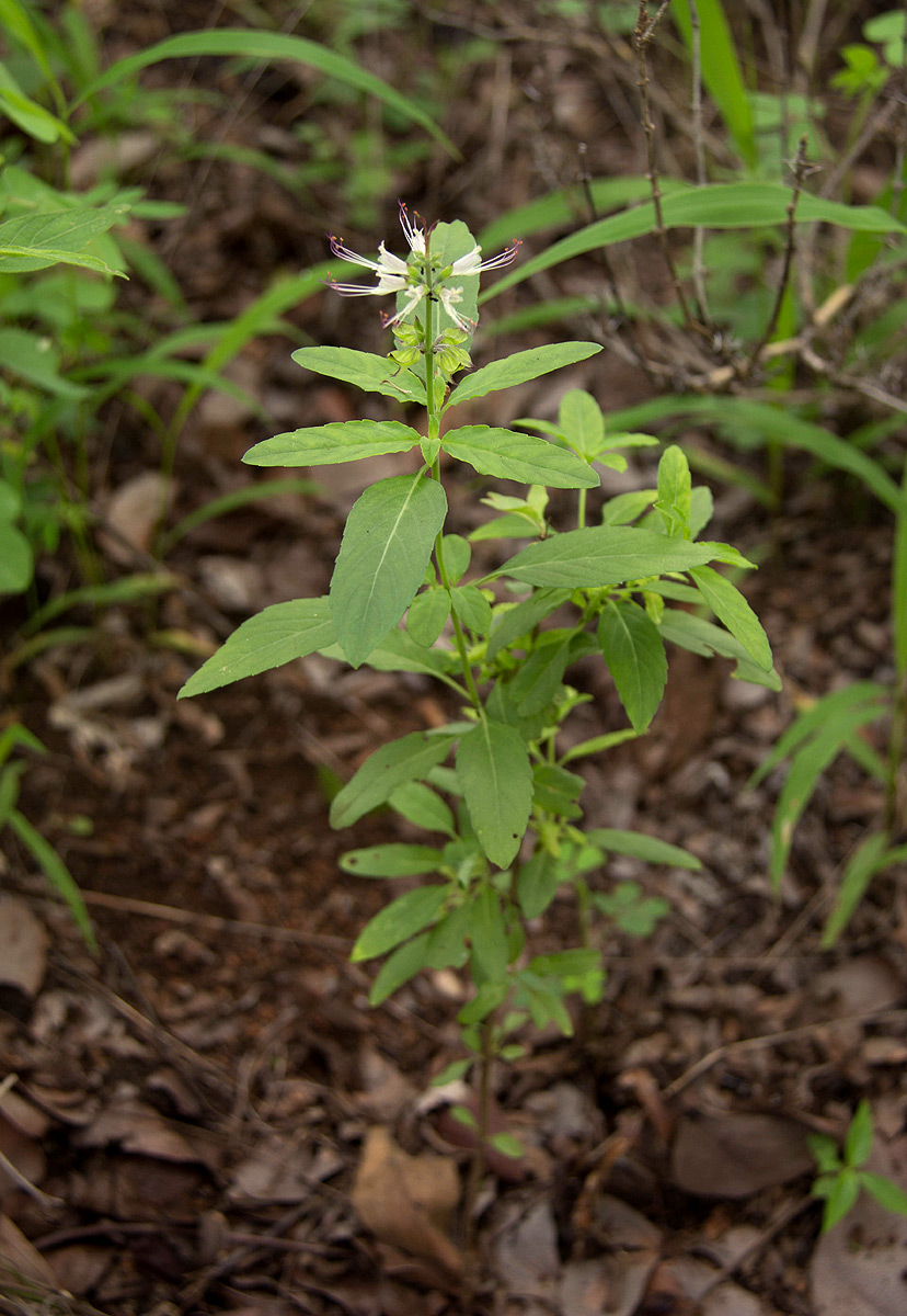 Ocimum filamentosum