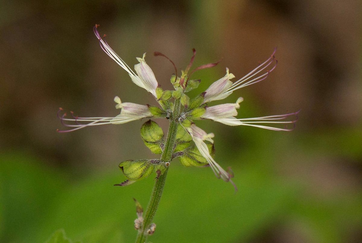 Ocimum filamentosum