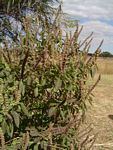 Ocimum gratissimum subsp. gratissimum var. gratissimum