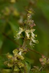 Ocimum gratissimum subsp. gratissimum var. gratissimum