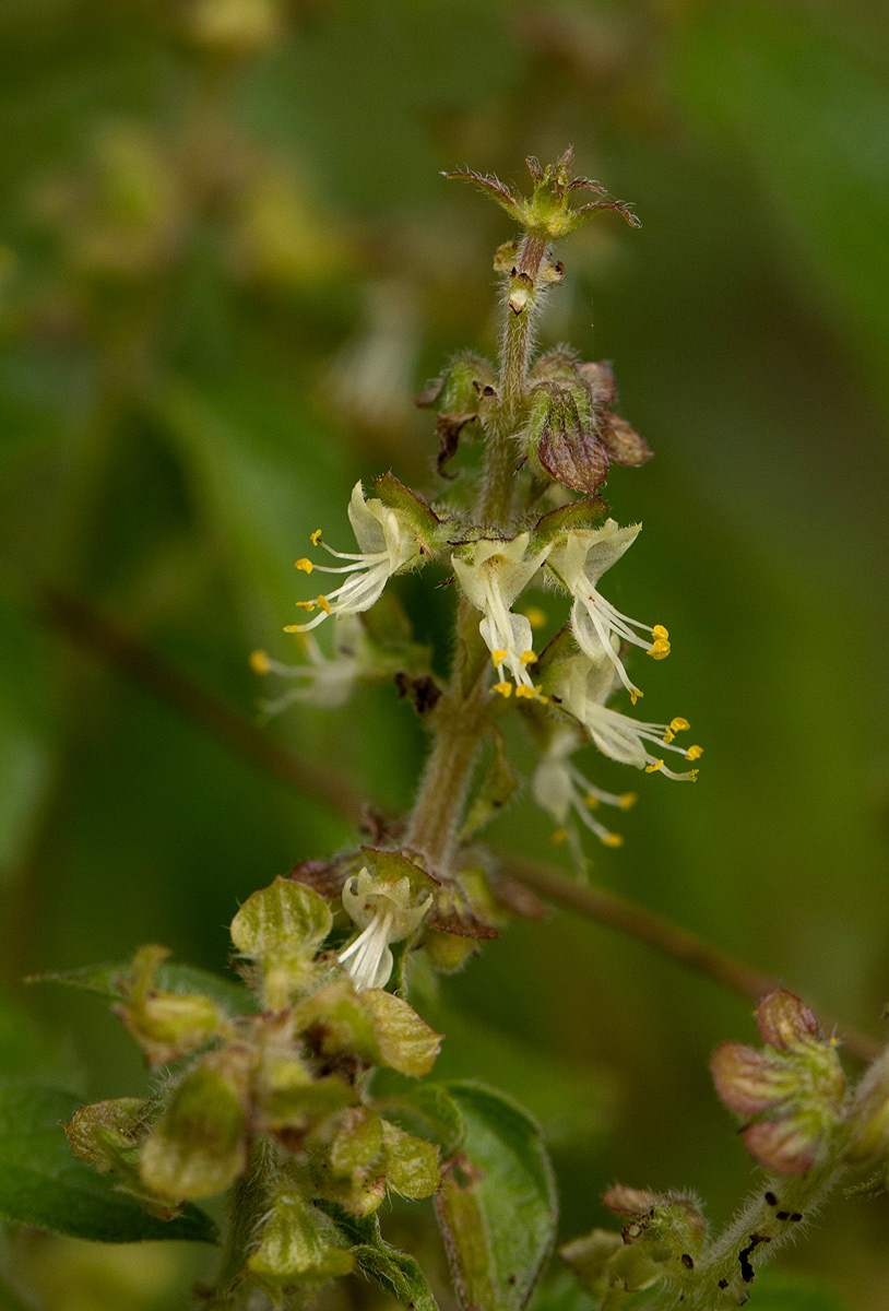 Ocimum gratissimum subsp. gratissimum var. gratissimum