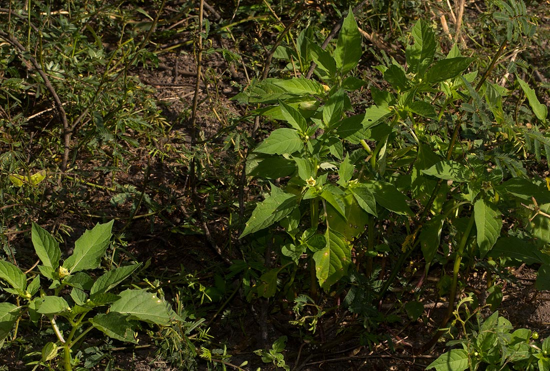 Physalis angulata