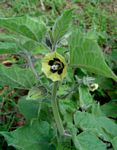 Physalis peruviana