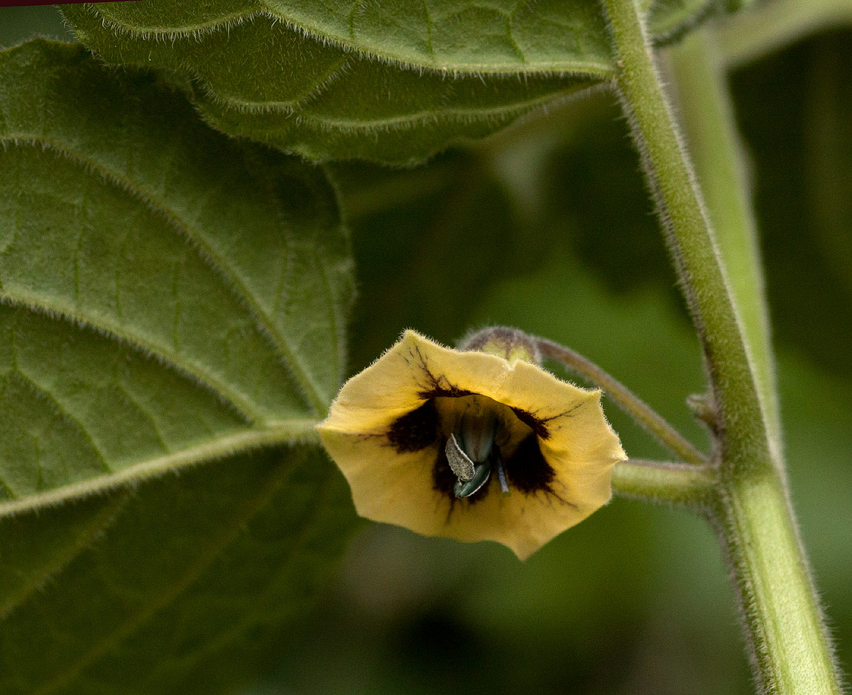 Physalis peruviana