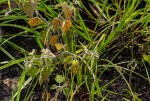 Physalis peruviana