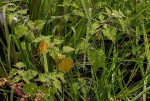 Physalis peruviana