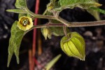 Physalis peruviana