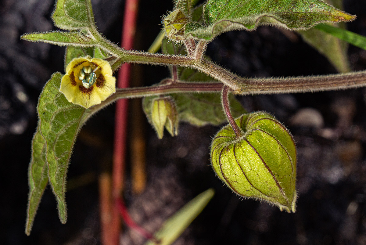 Physalis peruviana