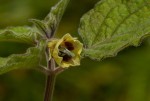 Physalis peruviana
