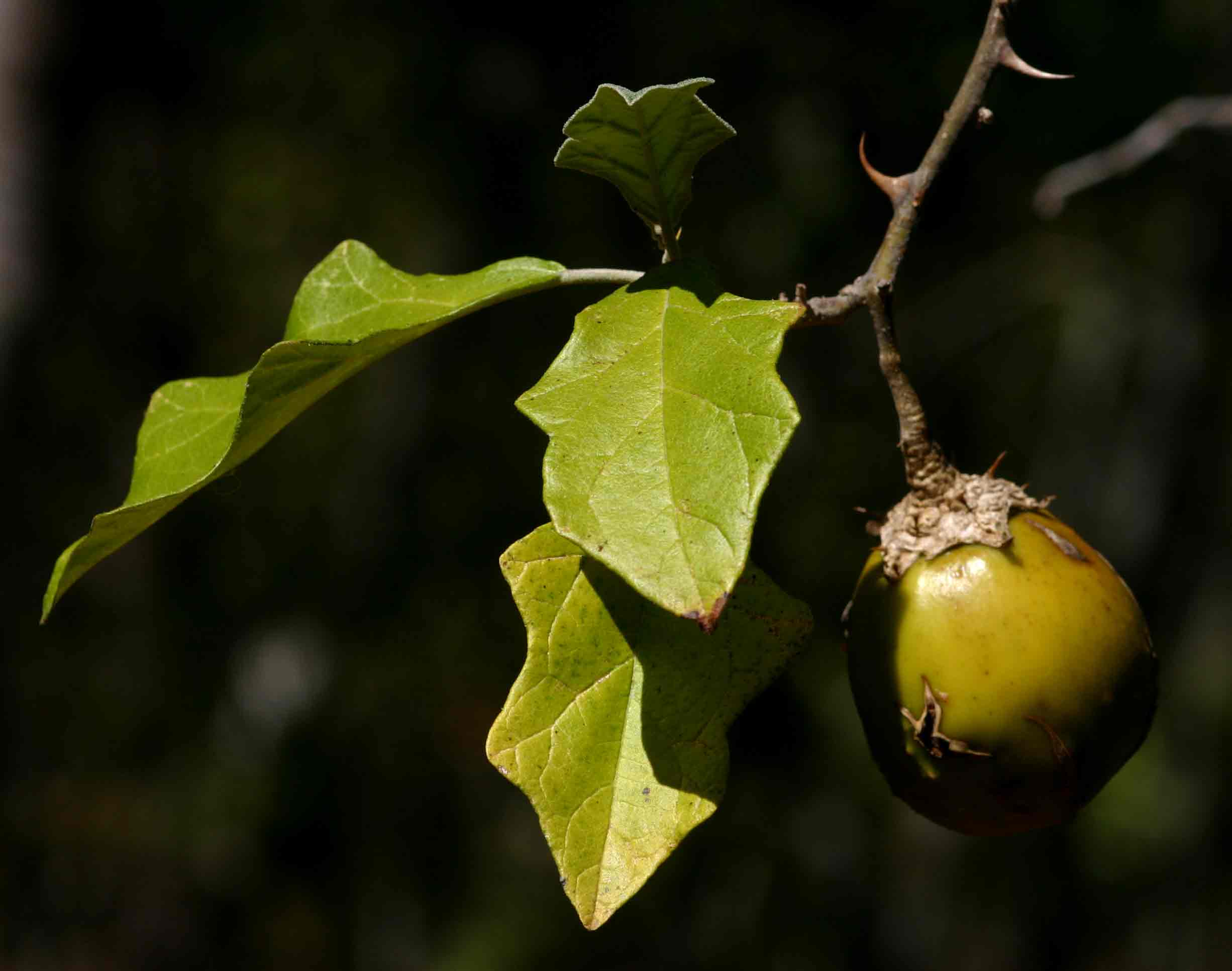 Solanum aculeastrum var. aculeastrum