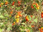 Solanum anguivi