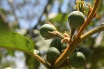Solanum chrysotrichum