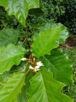 Solanum chrysotrichum