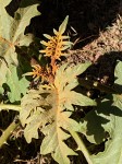 Solanum chrysotrichum