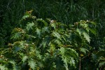 Solanum chrysotrichum